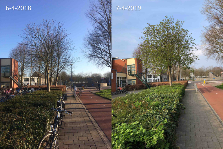 Verschil in ontwikkeling van een witte paardenkastanje tussen 6 april 2018 en 7 april 2019 in Ede