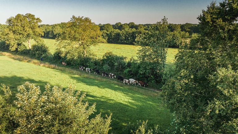 Het coulisselandschap van de Noardlike Fryske Wâlden