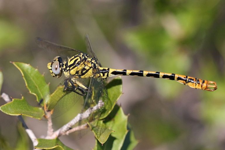 De Cazumatanglibel (Onychogomphus cazuma) is een van de bedreigde zoetwatersoorten die in het Middellandse Zeegebied voorkomt