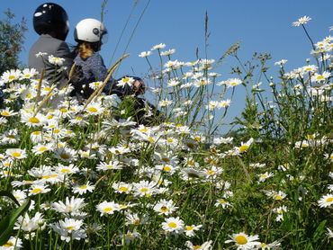 Kleurkeur, voor meer biodiversiteit in bermen en groenstroken