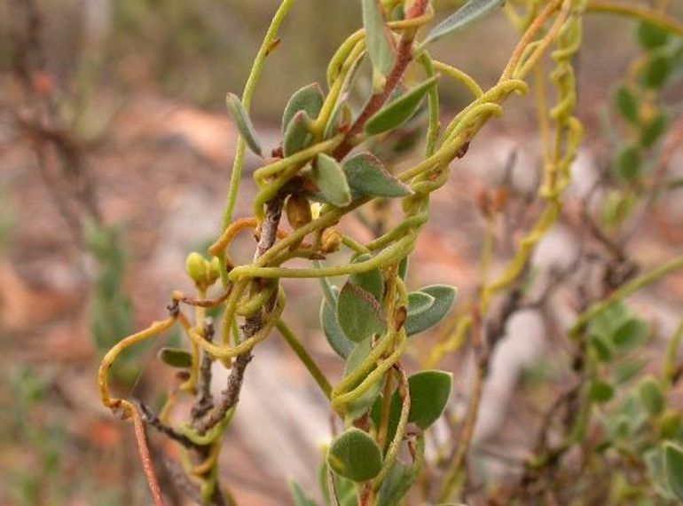 Cassytha pubescens