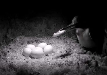 IJsvogel die een visje aan de eieren wil voeren :-)