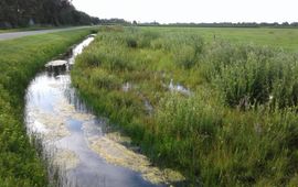 Edwin Dijkhuis Natuurvriendelijke oever