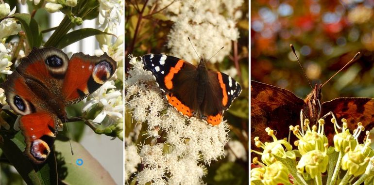 Vlinders op najaarsbloeiers: v.l.n.r. dagpauwoog op zevenzonenboom, atalanta op koninginnenkruid & gehakkelde aurelia op klimop