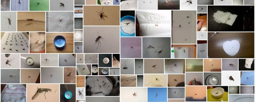 Collage platgeslagen en opgestuurde muggen