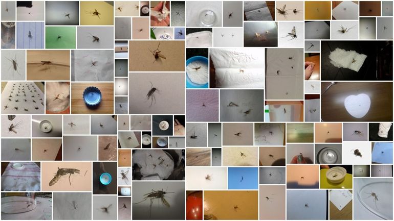 Collage platgeslagen en opgestuurde muggen