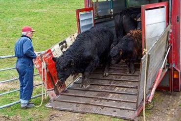 De inrichting van een terrein moet klaar zijn vóór de komst van de grazers