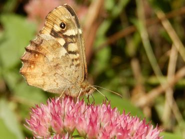 Het bont zandoogje kun je tegenkomen van de vroege lente tot in het najaar. Hier in september op hemelsleutel