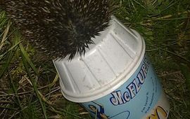Rose van der Haven Mc flurry egel