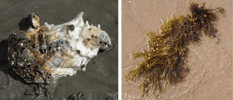 Left: Pacific oyster. Right: Japanese wireweed