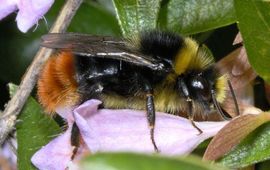 Ab H. Baas, Saxifraga Bombus lapidarius. Steenhommel