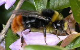 Bombus lapidarius. Steenhommel