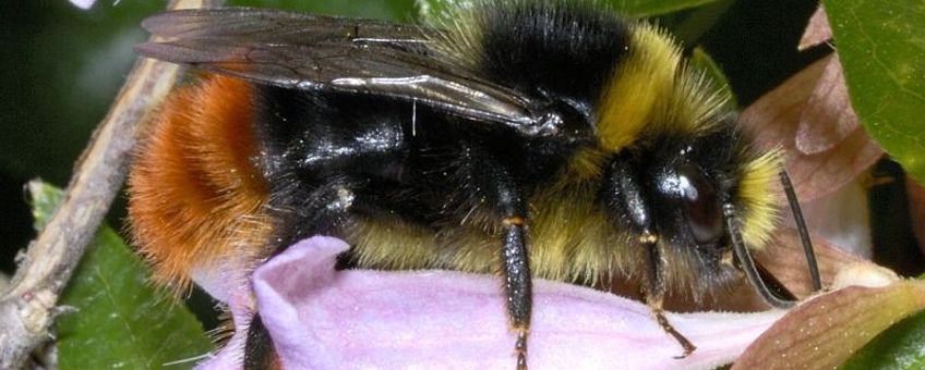 Bombus lapidarius. Steenhommel