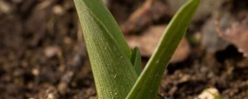 Rozet Vliegenorchis (Ophrys insectifera), Belgische Sint- Pietersberg