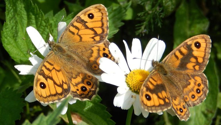 Argusvlinder, vrouwtje links en een mannetje rechts