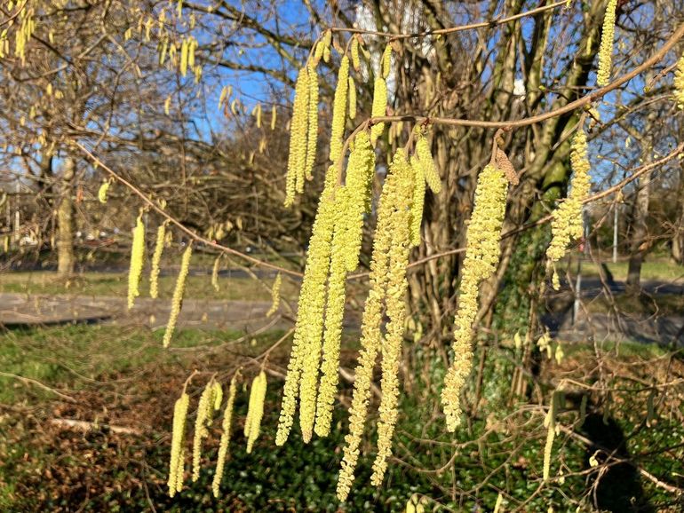 Hazelaar vol in bloei in Ede op 24 december 2025