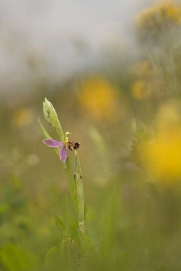 Bijenorchis is een soort die vaak voorkomt in grazige bermvegetaties