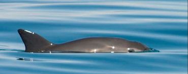 Vaquita