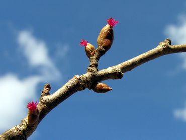 Hoe beter je kijkt, des te meer bloemen je ziet