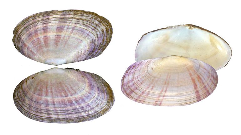 Twee volgroeide doubletten van de Ovale zonneschelp uit Bretagne (St. Jacut de la Mer). Het paarsroze kleurpatroon van deze 'Sunset-shells' doet denken aan de ondergaande zon
