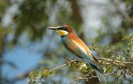 Merops apiaster, Bijeneter. Foto: Saxifraga-Marijke Verhagen. http://www.freenatureimages.eu