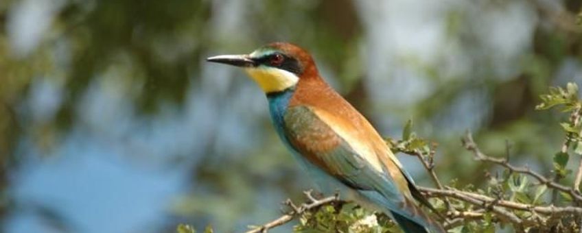 Merops apiaster, Bijeneter. Foto: Saxifraga-Marijke Verhagen. http://www.freenatureimages.eu