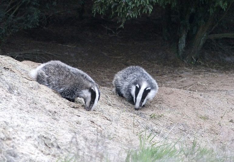 Deze jonge das is de omgeving aan het ontdekken in de buurt van het hol