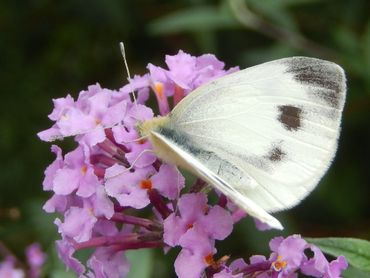 Scheefbloemwitje