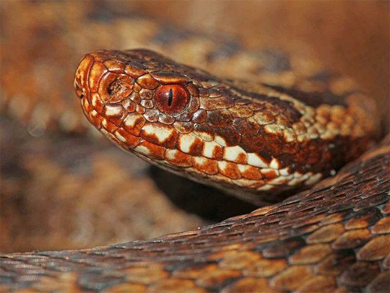 Adder