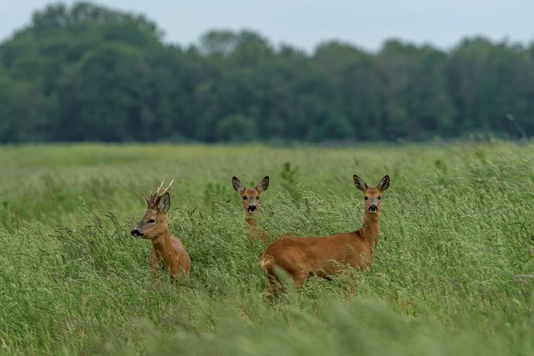 Reeën in het grasland 