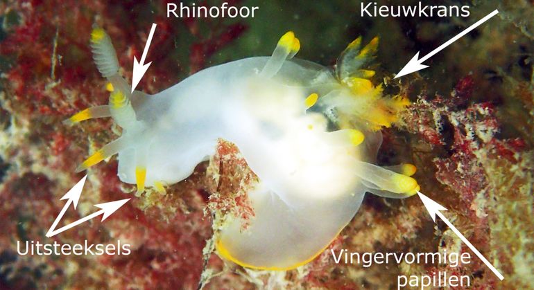 Twee uitsteeksels aan de basis van iedere rhinofoor en een krans van papillen rond de kieuwkrans zijn de karakteristieke kenmerken van de Oranje plooislak