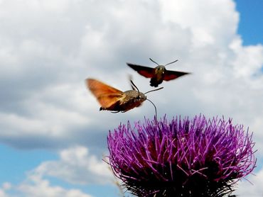 Altijd fascinerend om de kolibrievlinder bezig te zien bij nectarplanten