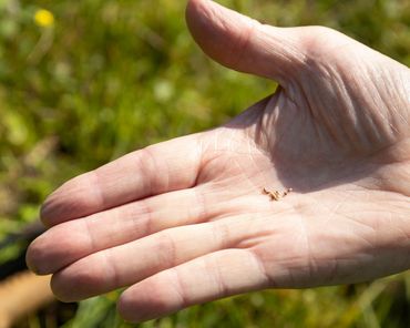 Zaden van stijve moerasweegbree