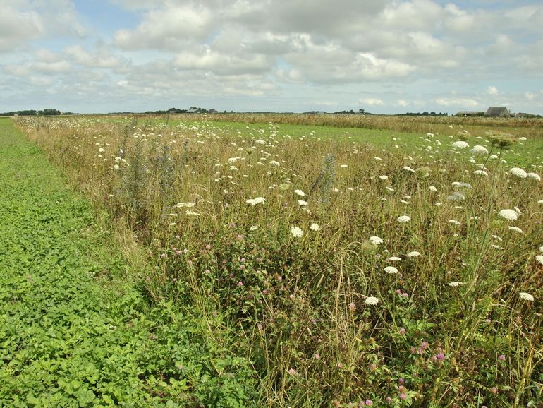 Vogelakker op Texel