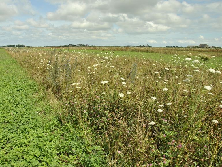 Vogelakker op Texel