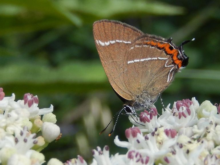 De iepenpage heeft een witte W op de achtervleugel. Daaraan dankt de soort haar wetenschappelijke naam: Satyrium W-album