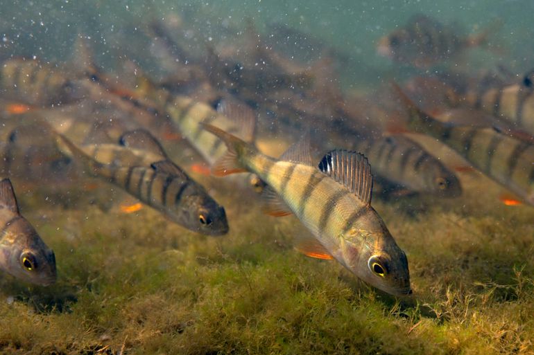 Vissen tellen kan in schoon en helder water, zoals deze baarzen die aan het eten zijn