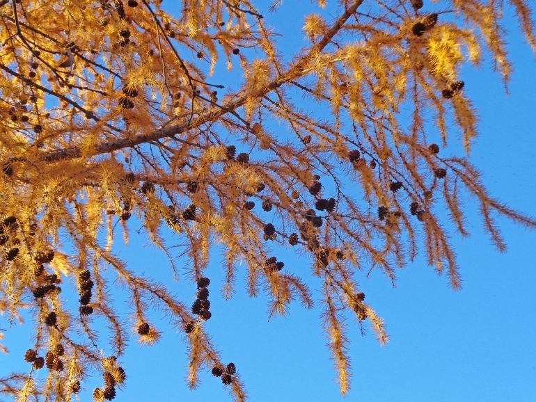 De lariks kleurt in de herfst geel en laat dan zijn naalden vallen