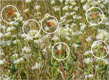 Niet 4 of 5, maar zeker 6 distelvlinders op deze spoorbloem