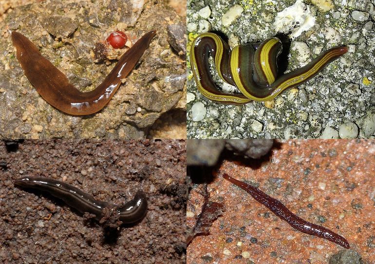 Met de klok mee, startend linksboven: grote gevlekte landplatworm, grote Australische geelstreep, kleine Australische tweestreep, blauwgevlekte landplatworm