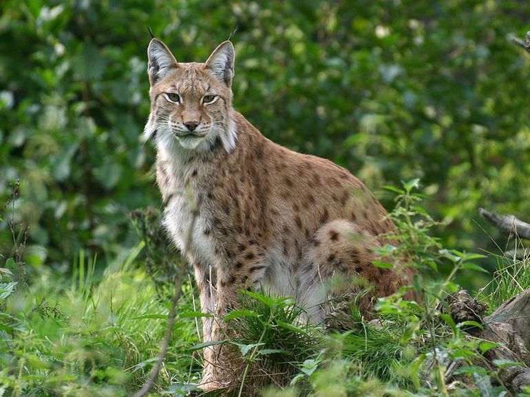 De lynx in zijn bosrijke leefgebied