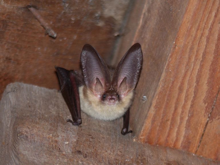 Gewone grootoorvleermuis