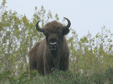 Een wisentstier is relatief slank en heeft omhoog staande en naar binnen gekromde hoorns