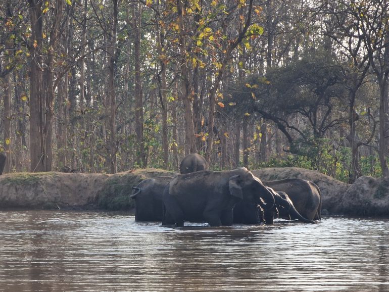 Aziatische olifanten in het Rajaji Nationaal Park