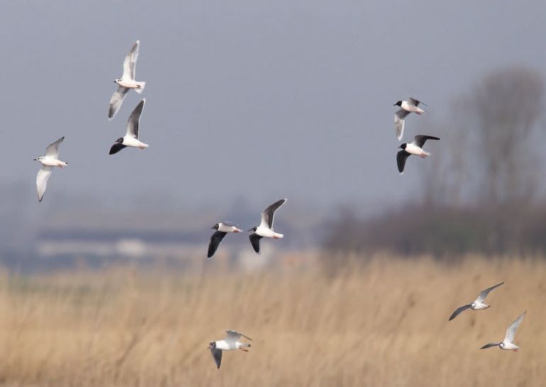 Adulte Dwergmeeuwen trekken eerder dan jonge vogels, in de loop van april is deze laatste categorie steeds vaker te zien in groepen Dwergmeeu-wen. In deze groep vier adulte, twee derde kalenderjaars en drie tweede kalenderjaars vogels, Dijkmanshuizen, Texel, 24 april 2013