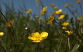 Boterbloemen