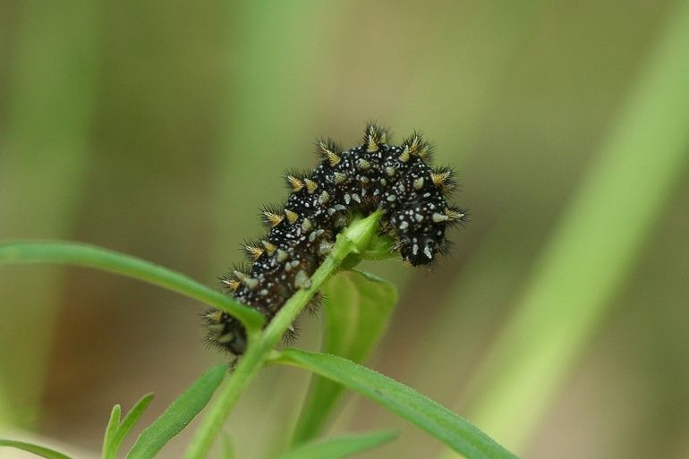 Rups van de bosparelmoervlinder