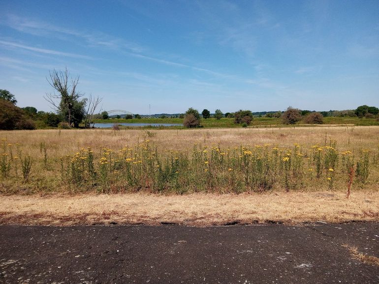 Jakobskruiskruid houdt prima stand in de verder verdroogde vegetatie in Meinerswijk (Arnhem)