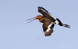Jankees Schwiebbe, BirdPhoto Grutto
