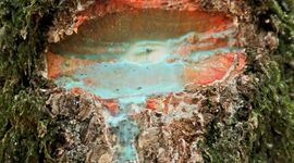 Nikkel-rijke blauwgroene latex vloeit uit bast van Pycnandra acuminata bij beschadiging